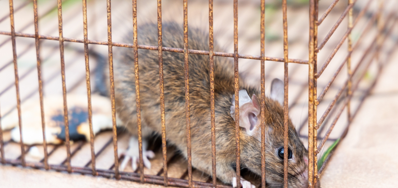 Bahaya Kencing Tikus Dapat Timbulkan 7 Penyakit Ini!