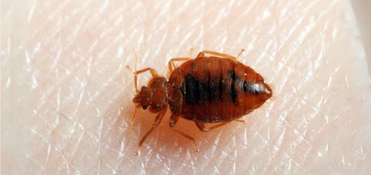 pembasmi kutu busuk