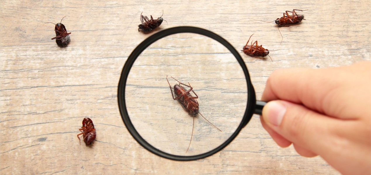 jasa pest control