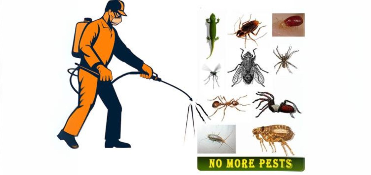 pest control solo