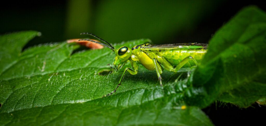 Murah Meriah, Ini Biaya Jasa Pembasmi Hama Profesional dari IMF
