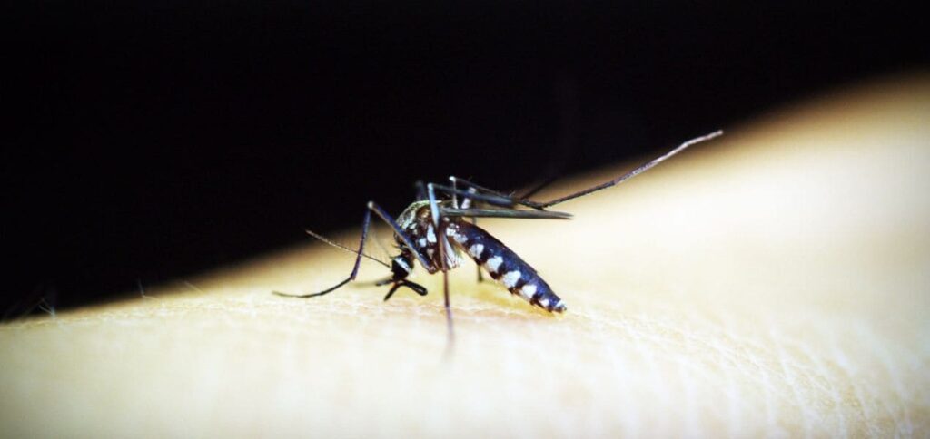 gigitan nyamuk malaria