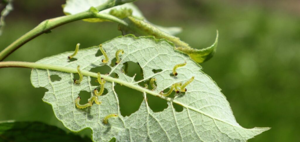 Masalah yang Ditimbulkan Hama Tanaman dan Pertanian dan Solusinya