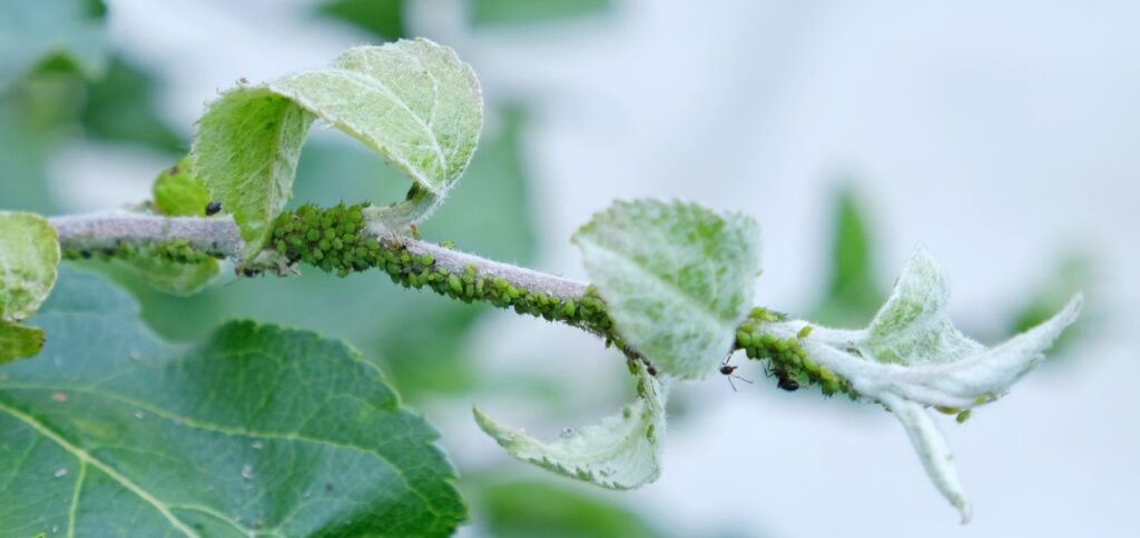 5 Hama Tanaman dan Pertanian yang Kerap Merugikan Petani